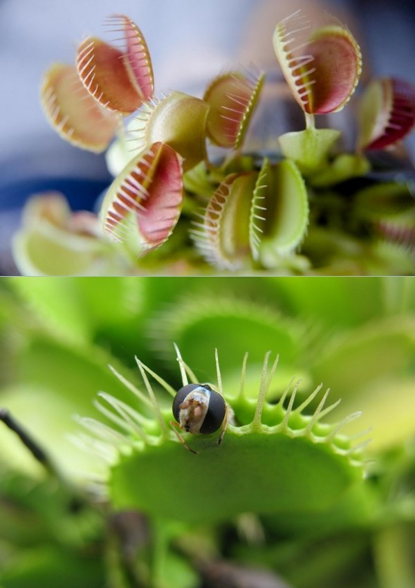 Conheça e cultive estas exóticas plantas carnívoras - dionaea
