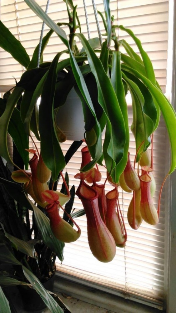 Conheça e cultive estas exóticas plantas carnívoras - nepenthes