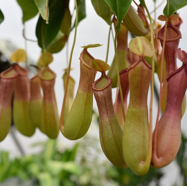 Conheça e cultive estas exóticas plantas carnívoras - nepenthes