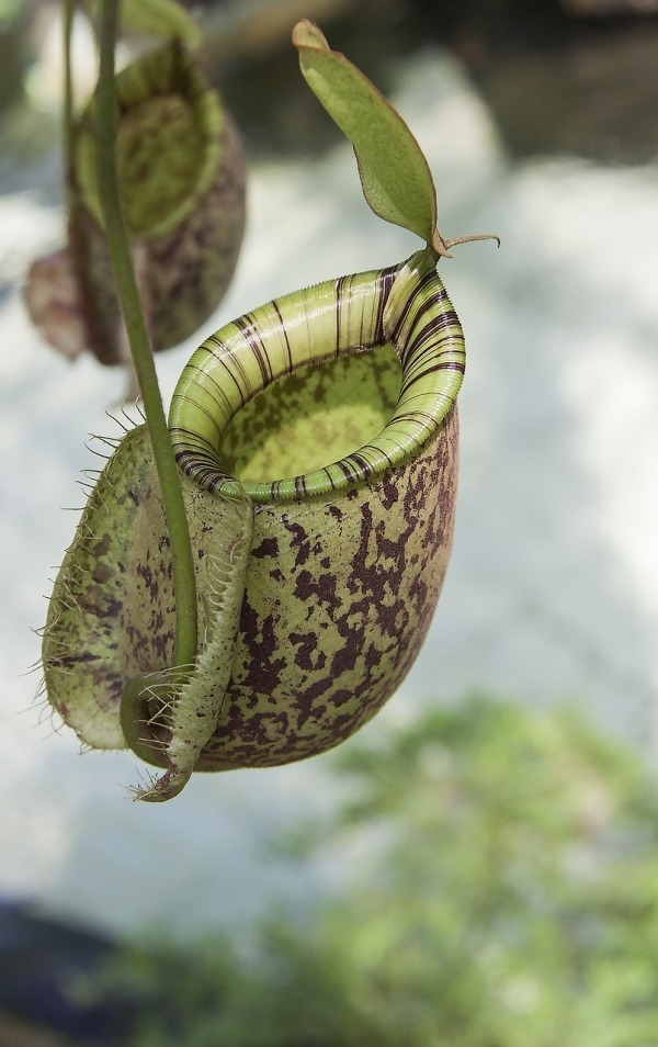 Conheça e cultive estas exóticas plantas carnívoras - nepenthes