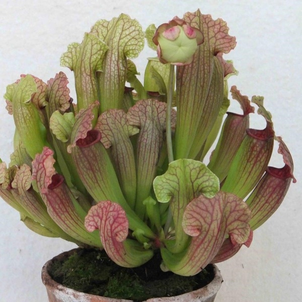Conheça e cultive estas exóticas plantas carnívoras - sarracenia