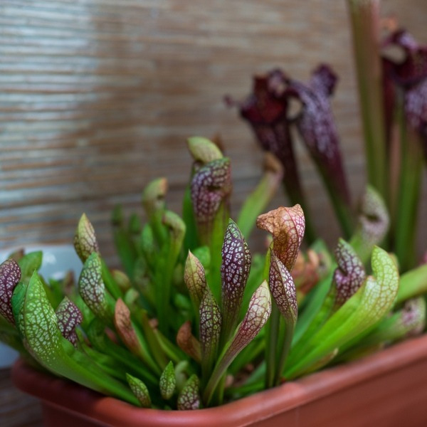 Conheça e cultive estas exóticas plantas carnívoras - sarracenia