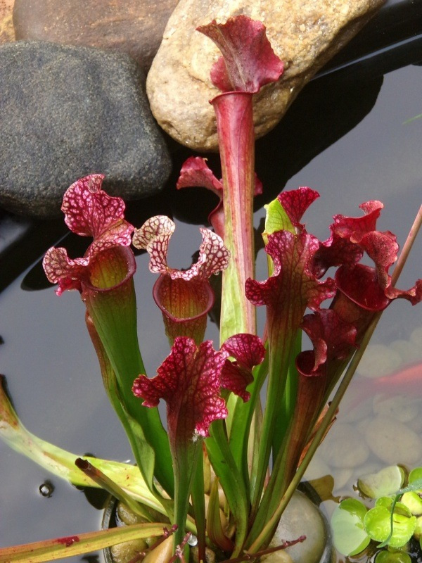 Conheça e cultive estas exóticas plantas carnívoras - sarracenia