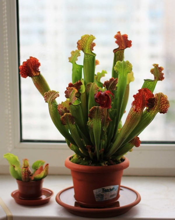 Conheça e cultive estas exóticas plantas carnívoras - sarracenia