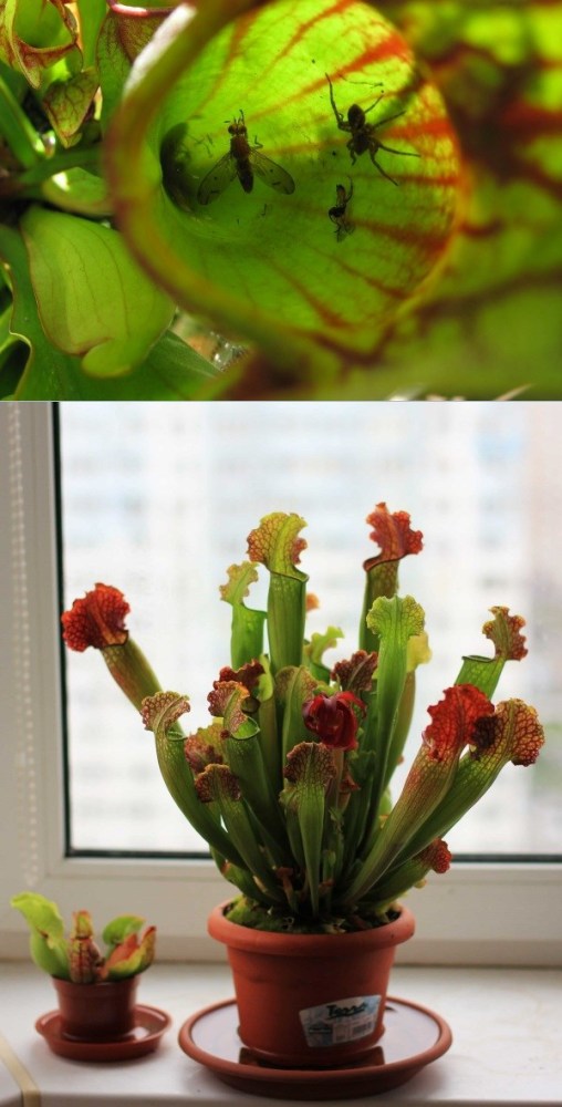 Conheça e cultive estas exóticas plantas carnívoras - sarracenia