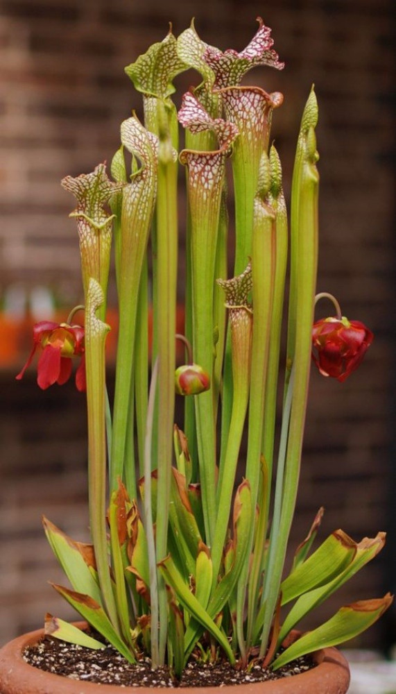 Conheça e cultive estas exóticas plantas carnívoras - sarracenia