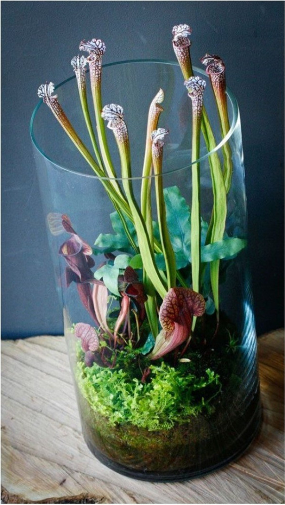 Conheça e cultive estas exóticas plantas carnívoras - sarracenia