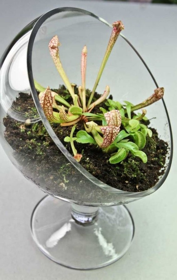 Conheça e cultive estas exóticas plantas carnívoras - terrarium