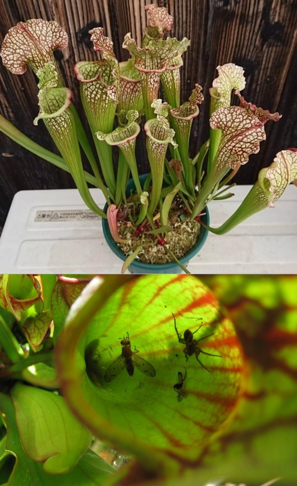 Conheça e cultive estas exóticas plantas carnívoras - sarracenia
