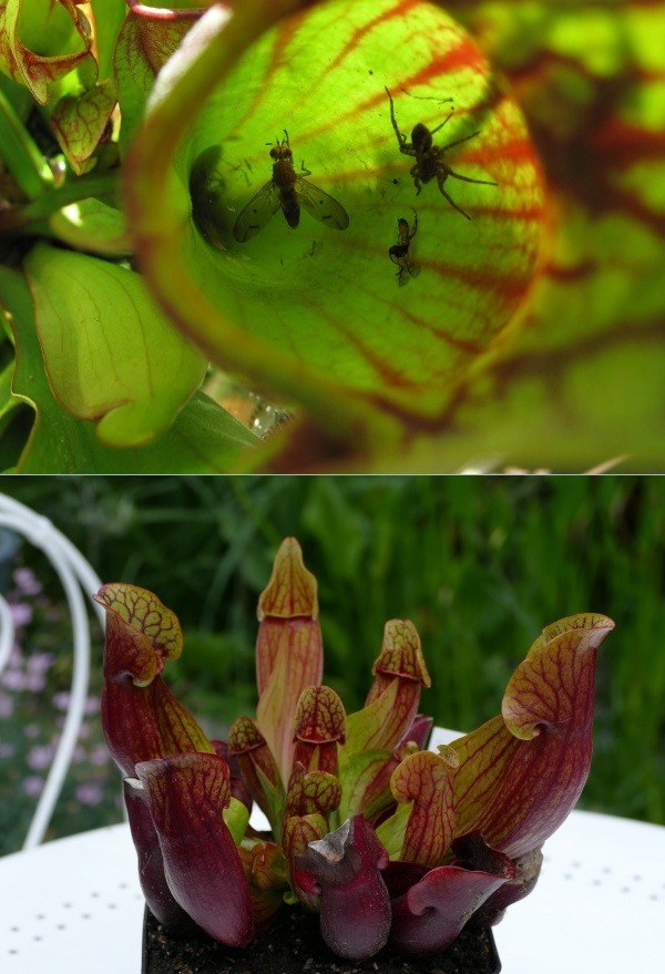 Conheça e cultive estas exóticas plantas carnívoras - sarracenia