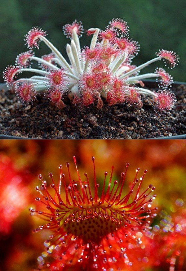 Conheça e cultive estas exóticas plantas carnívoras - drocera