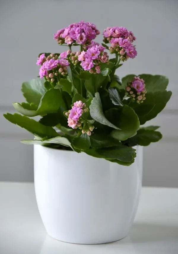 Suculentas e cactos que trazem positividade e harmonia - Kalanchoe