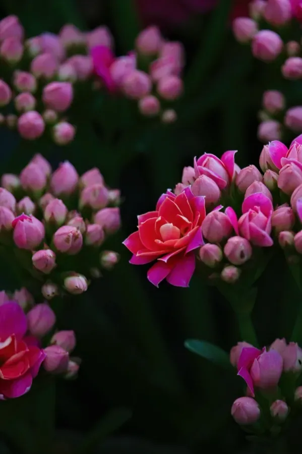 Suculentas e cactos que trazem positividade e harmonia - Kalanchoe