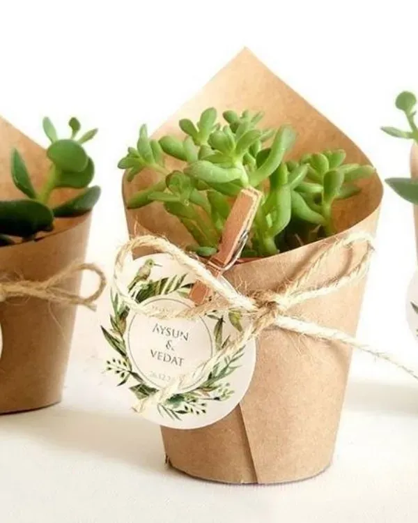 Suculentas e cactos que trazem positividade e harmonia  - Crassula