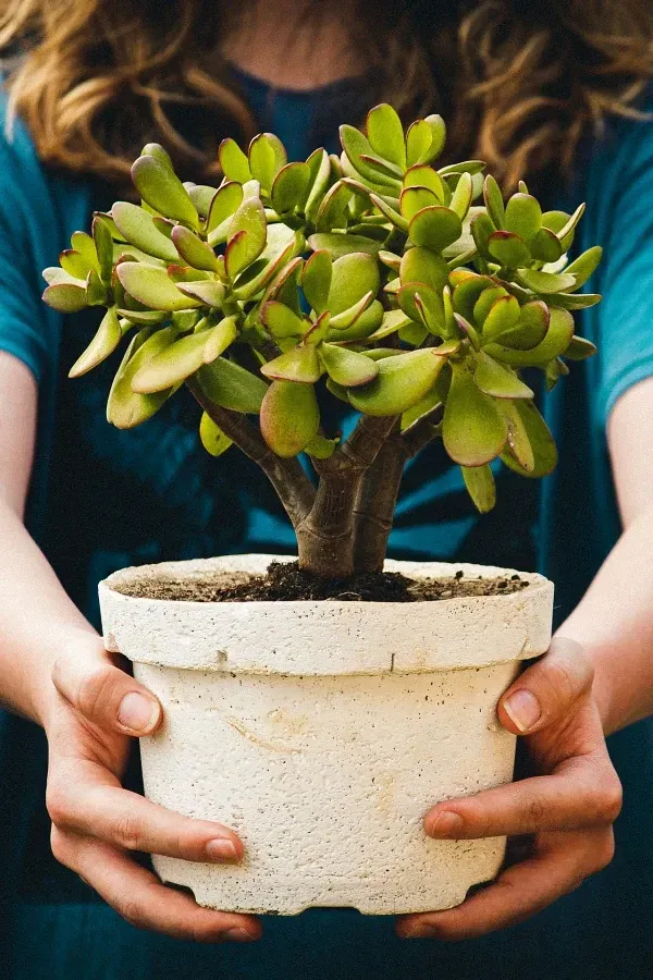 Suculentas e cactos que trazem positividade e harmonia  - Crassula