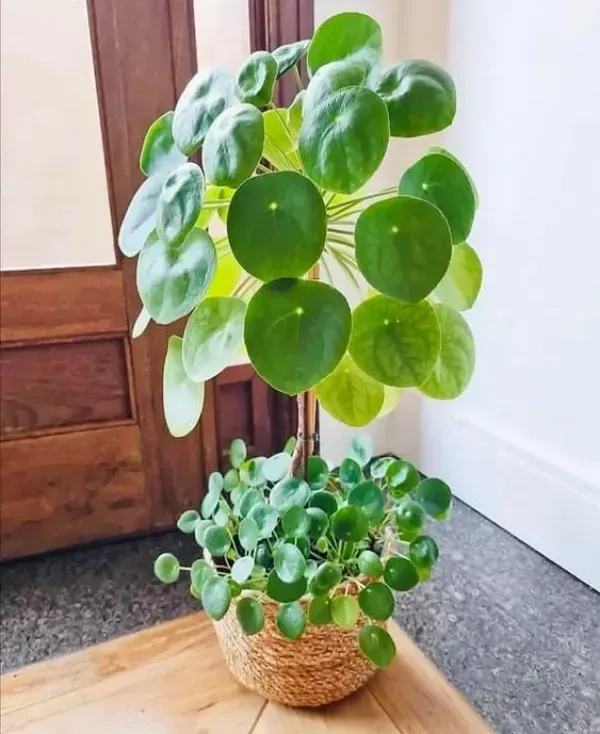 Suculentas e cactos que trazem positividade e harmonia  -  Pilea
