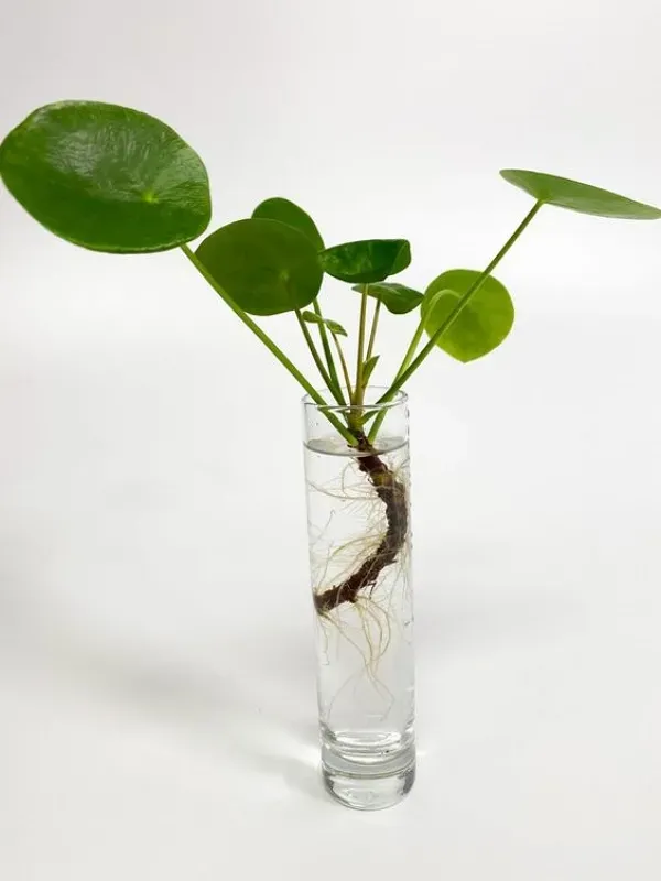 Suculentas e cactos que trazem positividade e harmonia  -  Pilea