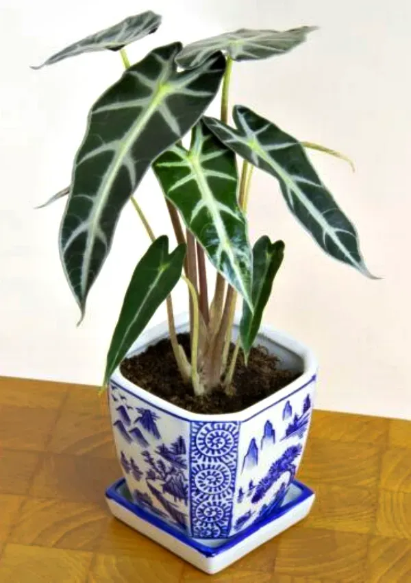 As mais preferidas plantas para fazer uma urban jungle - Alocasia