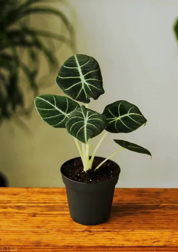 As mais preferidas plantas para fazer uma urban jungle - Alocasia