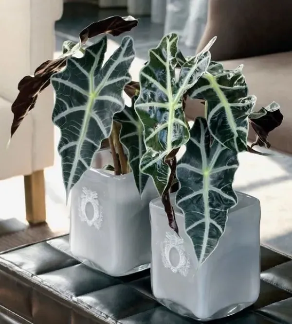 As mais preferidas plantas para fazer uma urban jungle - Alocasia