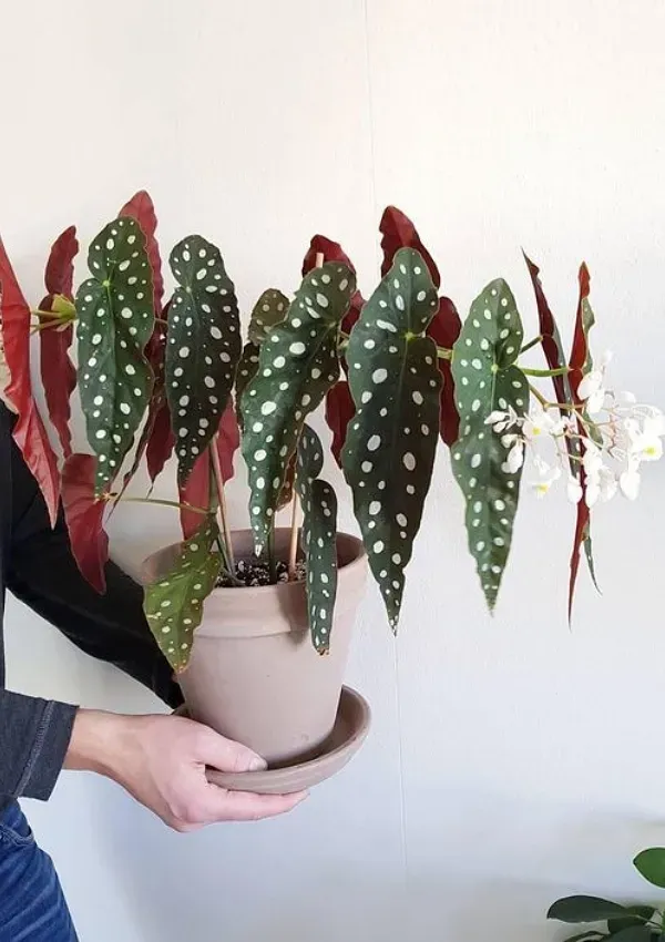 As mais preferidas plantas para fazer uma urban jungle - Begonia maculata