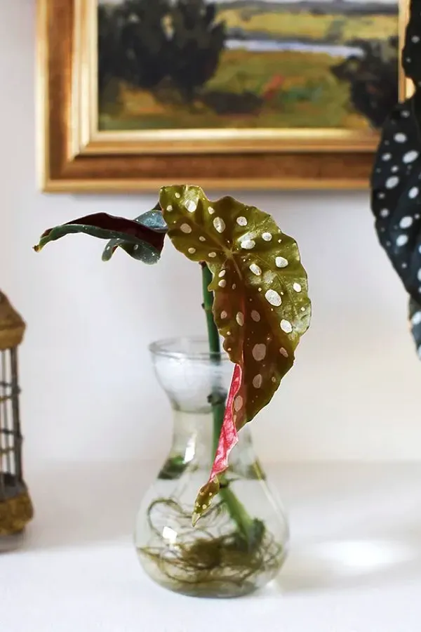 As mais preferidas plantas para fazer uma urban jungle - Begonia maculata
