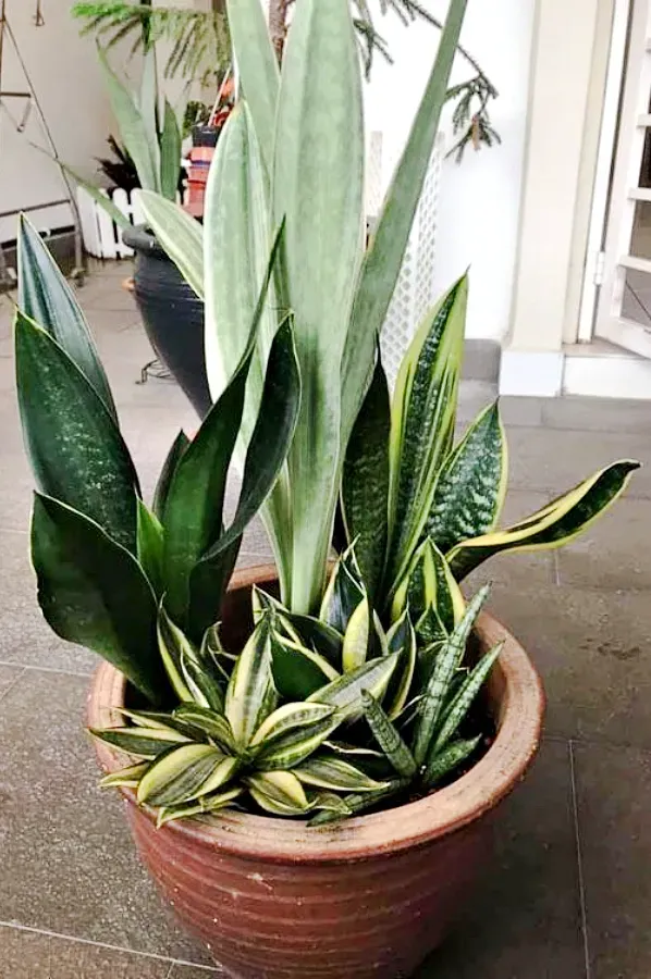 As mais preferidas plantas para fazer uma urban jungle - espada-sao-jorge