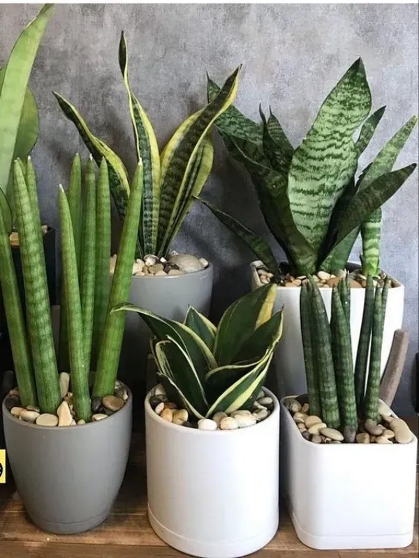 As mais preferidas plantas para fazer uma urban jungle - espada-sao-jorge
