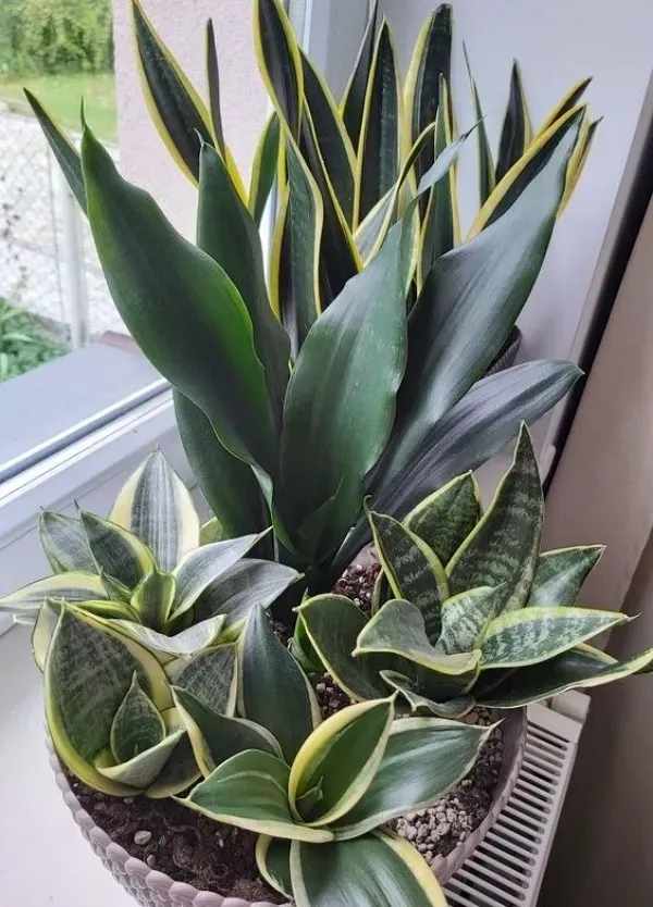 As mais preferidas plantas para fazer uma urban jungle - espada-sao-jorge