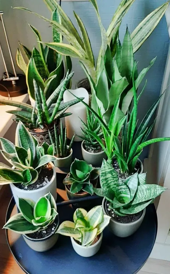 As mais preferidas plantas para fazer uma urban jungle - espada-sao-jorge