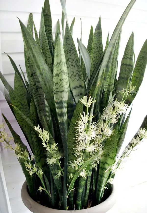 As mais preferidas plantas para fazer uma urban jungle - espada-sao-jorge