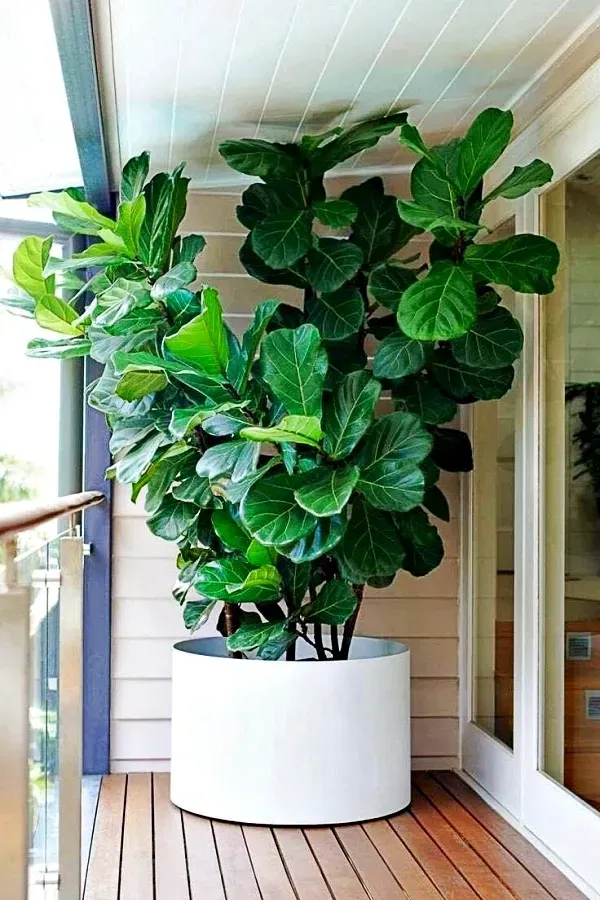 As mais preferidas plantas para fazer uma urban jungle -Figueira-lira (Ficus lyrata)