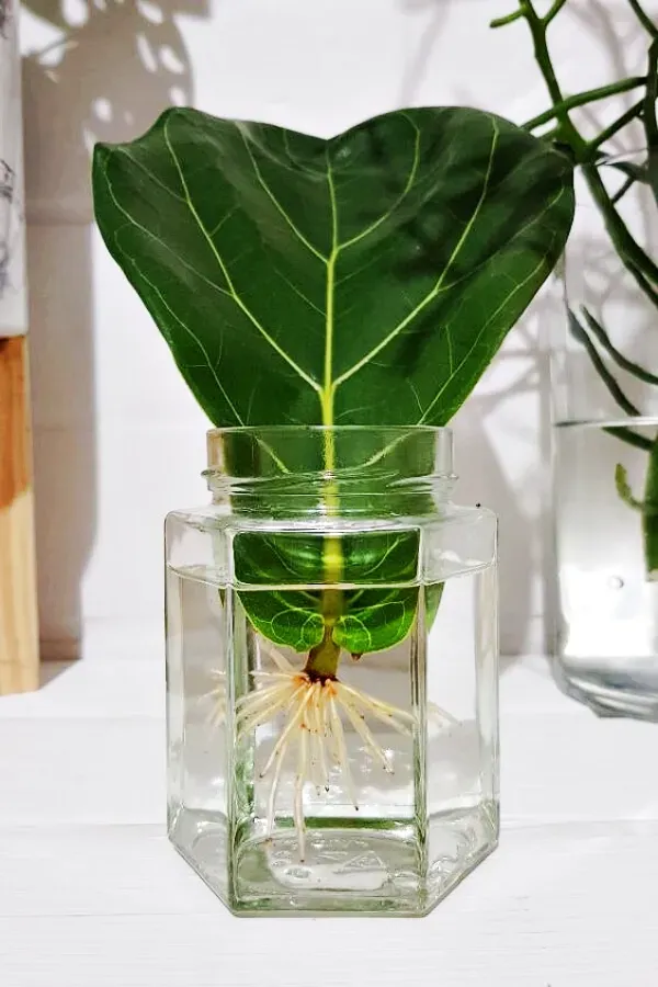 As mais preferidas plantas para fazer uma urban jungle -Figueira-lira (Ficus lyrata)