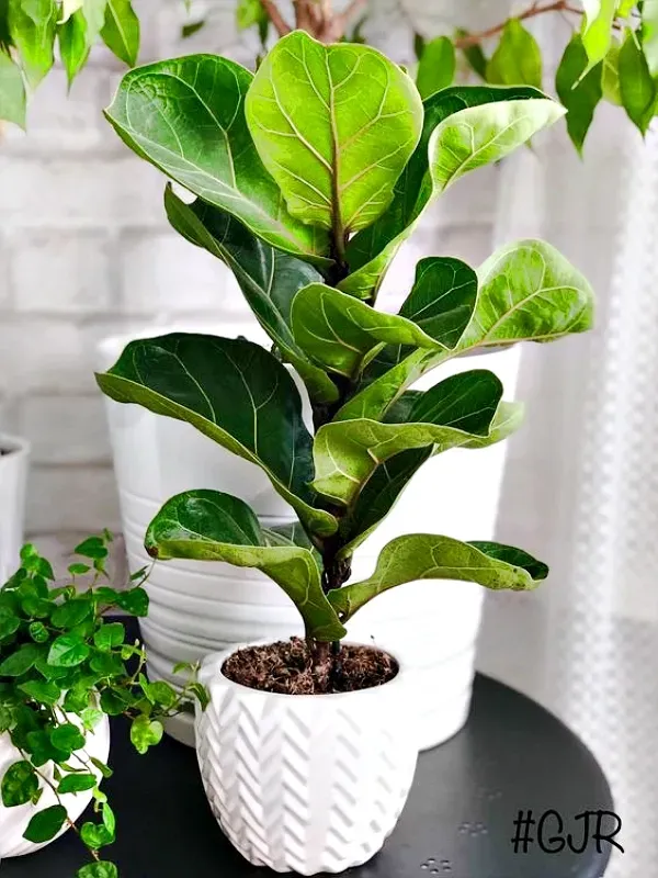 As mais preferidas plantas para fazer uma urban jungle -Figueira-lira (Ficus lyrata)
