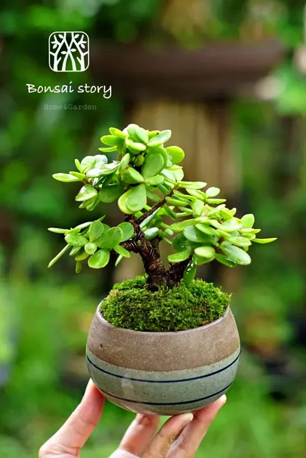As mais preferidas plantas para fazer uma urban jungle - planta jade -árvore da felicidade