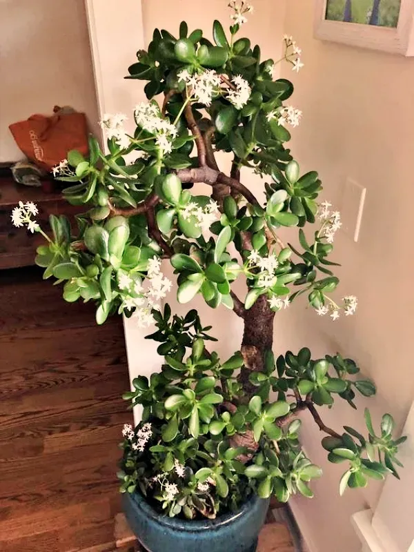 As mais preferidas plantas para fazer uma urban jungle - crassula ovata - money tree
