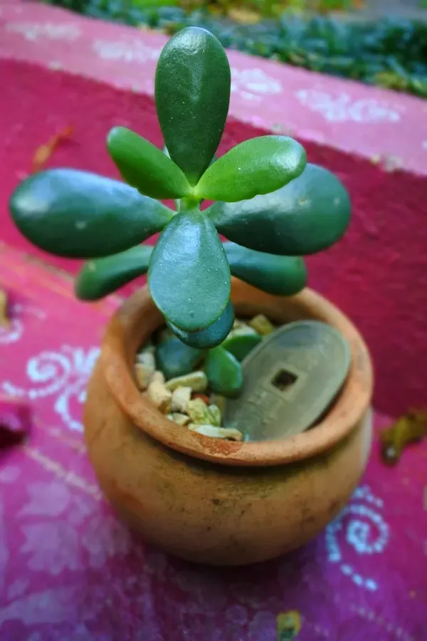 As mais preferidas plantas para fazer uma urban jungle - Money tree