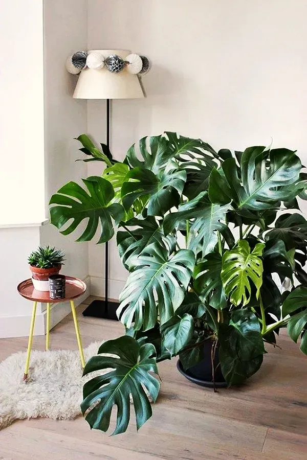As mais preferidas plantas para fazer uma urban jungle - Monstera graciosa