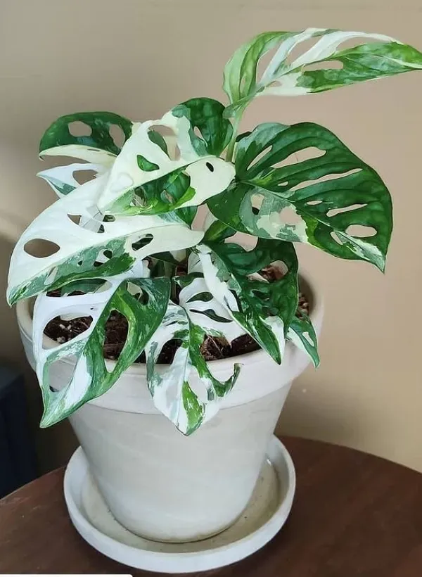As mais preferidas plantas para fazer uma urban jungle - Monstera