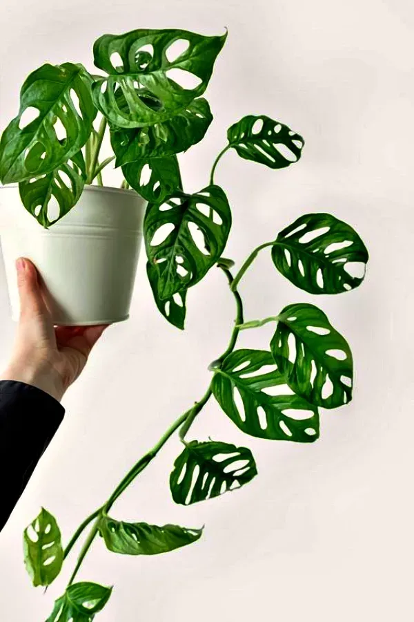 As mais preferidas plantas para fazer uma urban jungle - Monstera