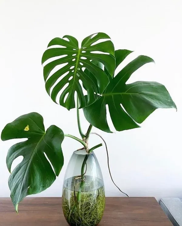 As mais preferidas plantas para fazer uma urban jungle - Monstera-graciosa