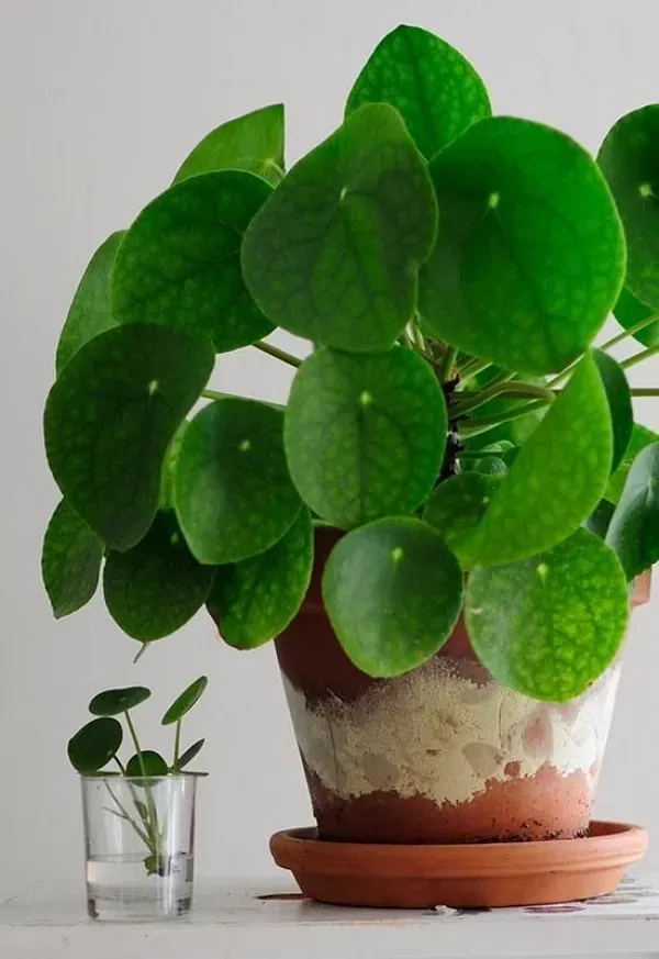 As mais preferidas plantas para fazer uma urban jungle - Pilea peperomioides