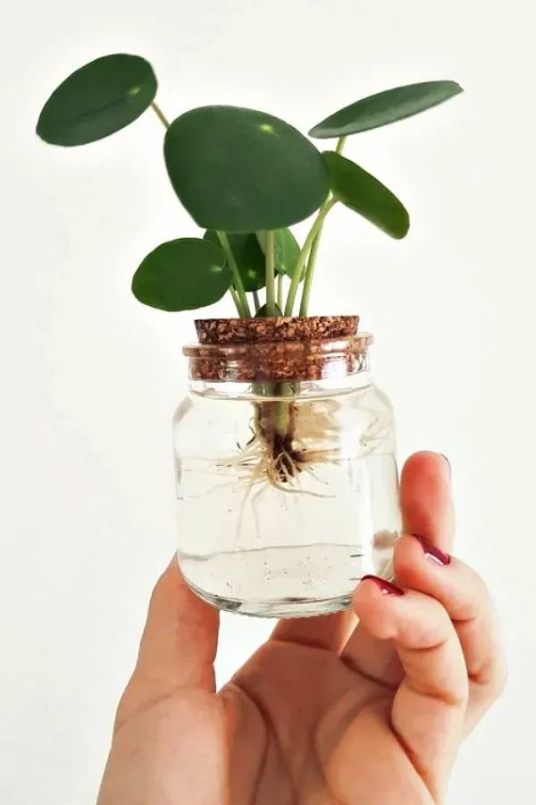 As mais preferidas plantas para fazer uma urban jungle - Pilea peperomioides