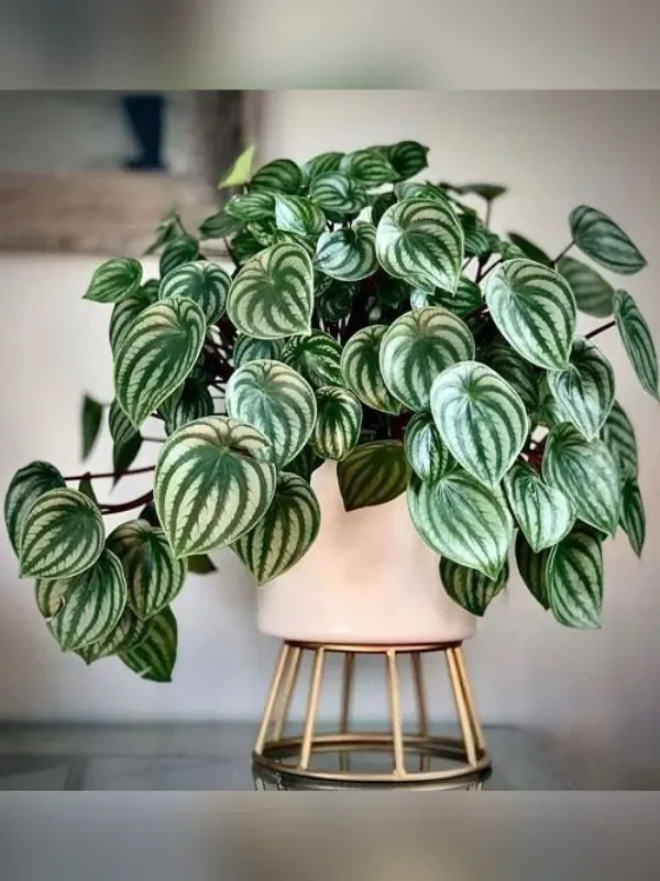As mais preferidas plantas para fazer uma urban jungle - Pilea