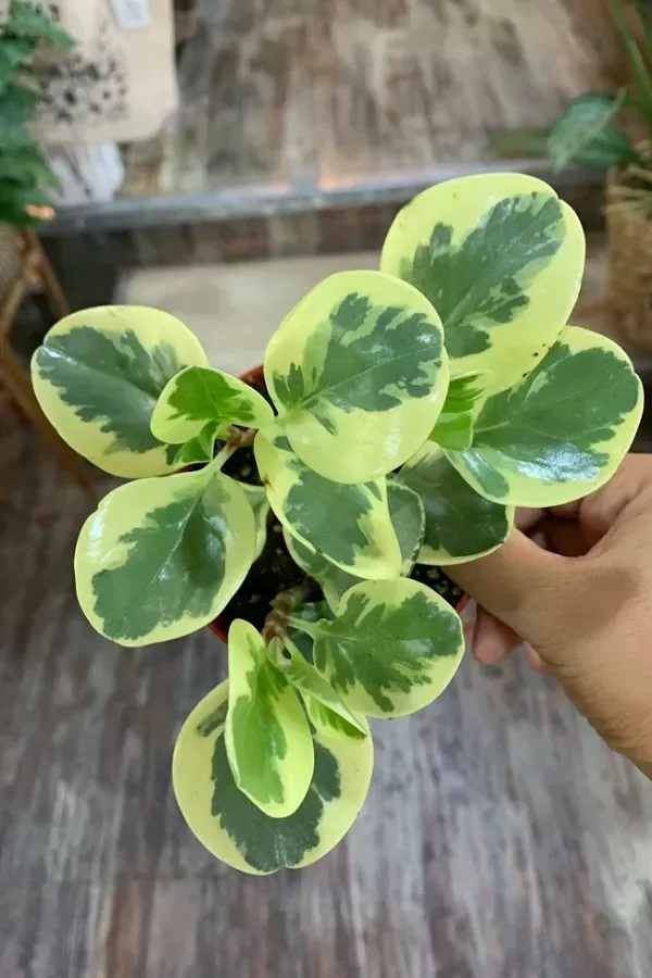 As mais preferidas plantas para fazer uma urban jungle - Pilea