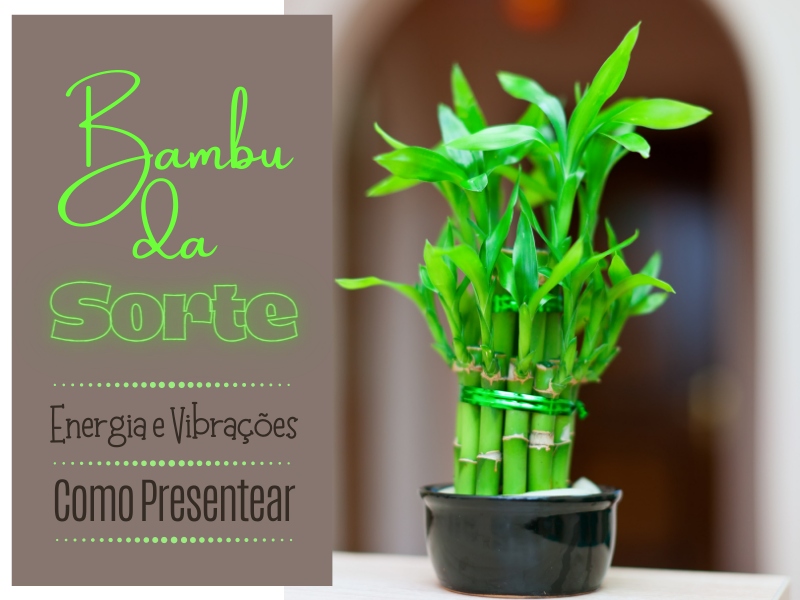 Bambu da Sorte - Energias e Vibrações e Como Presentear