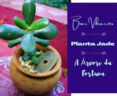 Boas Vibrações: Planta Jade, a Árvore da Fortuna