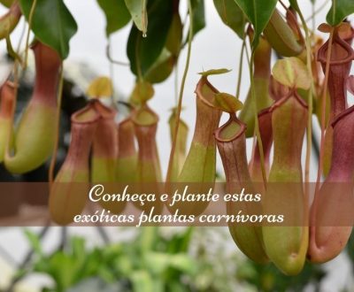 Conheça e plante estas exóticas plantas carnívoras