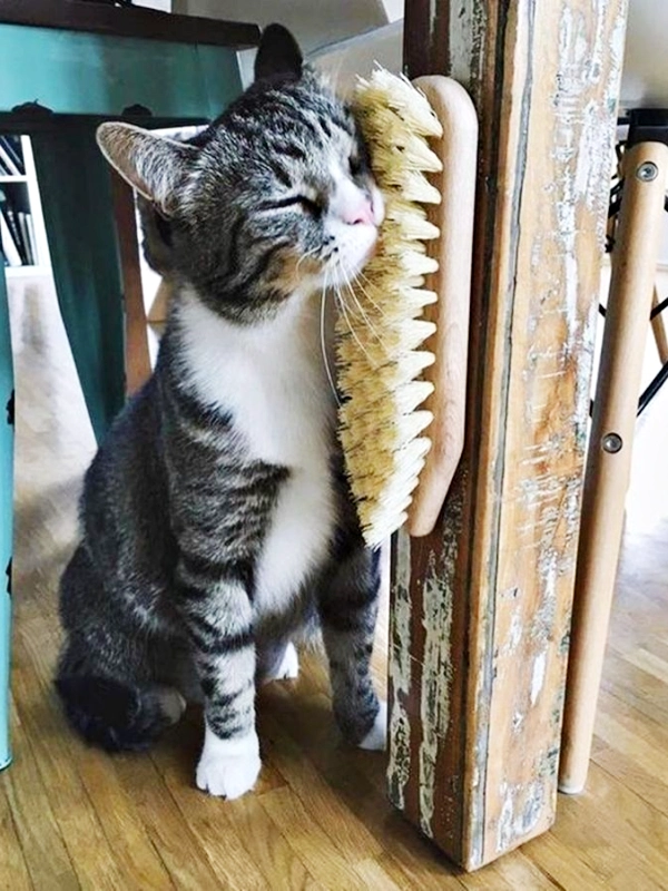 25 Mimos para Gatos e Cat Lovers: Ideias para Deixar os Bichanos Felizes