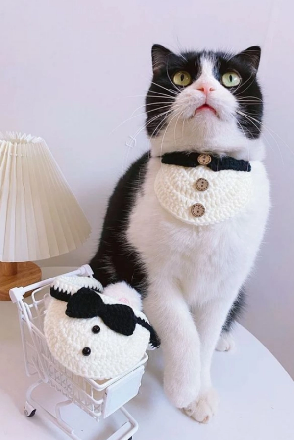 25 Mimos para Gatos e Cat Lovers: Ideias para Deixar os Bichanos Felizes